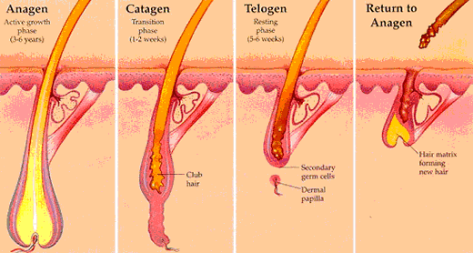 hair-diagram