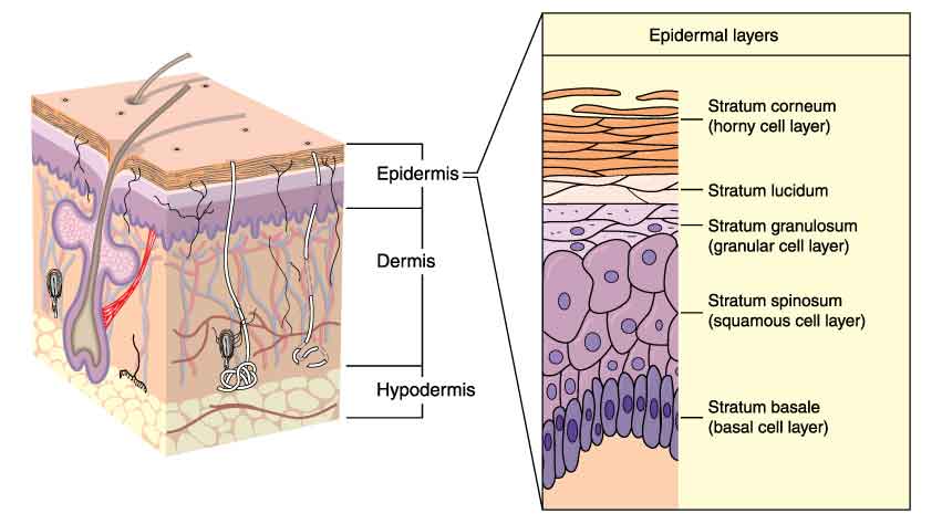 Understanding-The-Layers-of-the-Skin Understanding-The-Layers-of-the-Skin